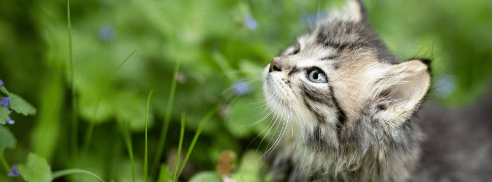 Pet Insurance
