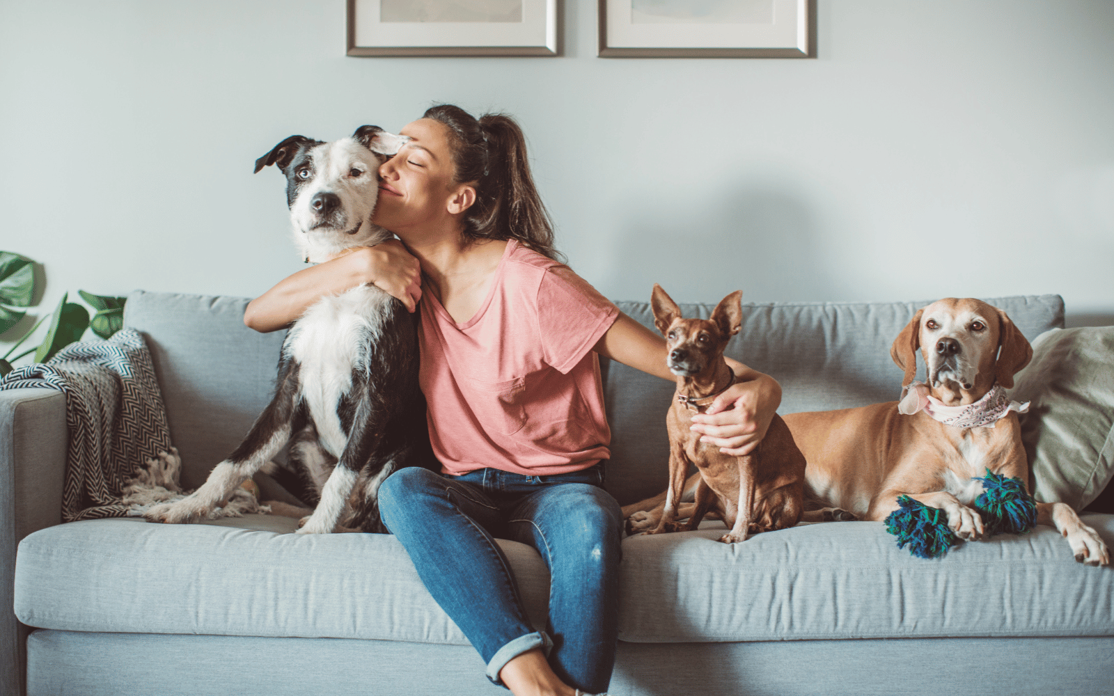 Pet veterinary care insurance